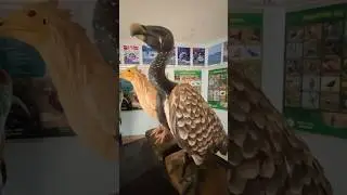 Eagle V/S Vulture 🦅#birds #eagle #shorts #animals