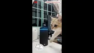 Loa Maika đồng hành cùng người hướng nội như thế nào? - Sẻ chia khoảnh khắc