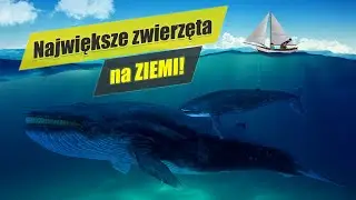 Dlaczego wieloryby są tak GIGANTYCZNE? Czy mogą ważyć 340 ton?