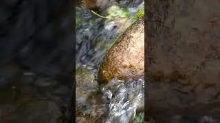 The stream is babbling