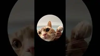 MANGO 🐱 también quería hacer este trend 😄🥳 