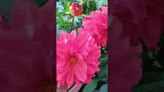 Георгины цветение