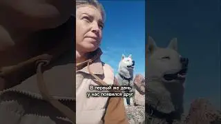 Человек собаке друг