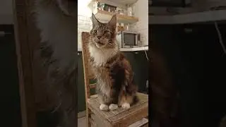 Утро.Кот Нарисовался После Завтрака ❤️🐱🐈