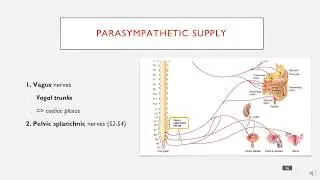 Parasympathetic Nerve Supply of the Abdomen in 2 Minutes.