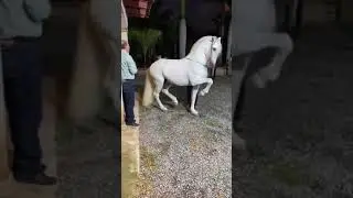 CABALLO BLANCO