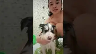 First ever bath of Li Shang our piebald wooly siberian husky at 5 weeks old 🥰
