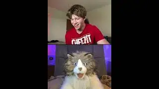 You Look Like A Snack! Comedy Cat 