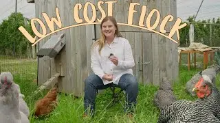 Tips To Save Money On Your Chicken Flock