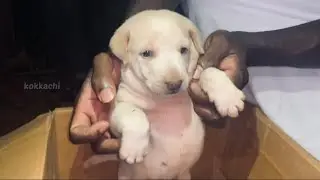 Labrador puppy from small to big |free adoption