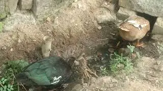 Khaki Campbell And Muscovy Ducks Finding Feed