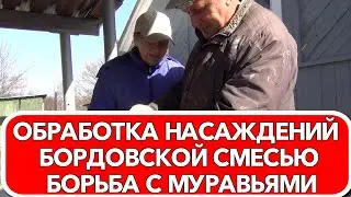 ОБРАБОТКА НАСАЖДЕНИЙ БОРДОСКОЙ СМЕСЬЮ  БОРЬБА С МУРАВЬЯМИ