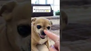 Коснись ее Носа 5 раз Умоляю 😂#смех #юмор