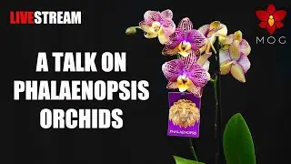 A talk on Phalaenopsis Orchids - Livestream
