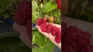 Гусария. Малиновый шок🔥Саженцы вацап+79035830612#сад #дача #малина