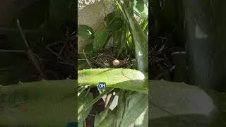 Help! A bird hijacked my aloe plant