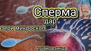 Сперма да Зери Микроскоп Хучайра зинда.