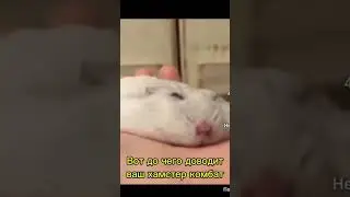Вот до чего хомстер комбат приводит. Видео не моё