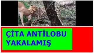 ANTİLOPUN ÇİTAYA KARŞI MÜCADELESİ!