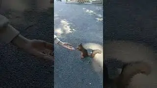 Дино парк СПб белочка.