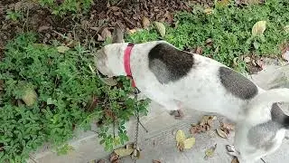Walking With Lucky the Dog in Camella Homes Bulacan Bulacan Philippines 🇵🇭