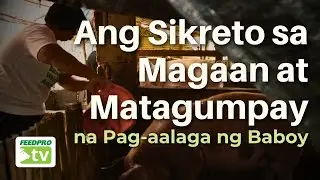 Ang Sikreto sa Magaan at Matagumpay na Pag-aalaga ng Baboy