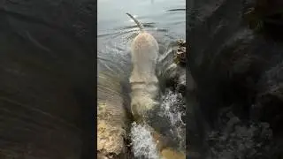 This Dog Actually Dives Underwater for Stones