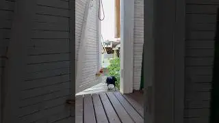 #animal #crow #raven #birds #воронгоша #nature #animals