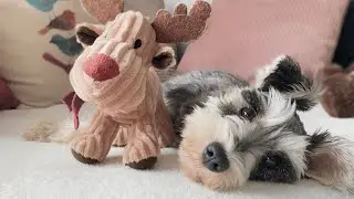 OUR PUPPY’S FIRST CHRISTMAS!  | Vlog