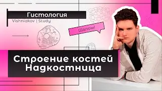 Гистология | СТРОЕНИЕ КОСТЕЙ. НАДКОСТНИЦА