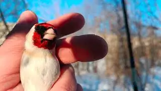 Ловля певчих птиц 24.03.25.