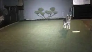 Coyote Loves Artificial Grass