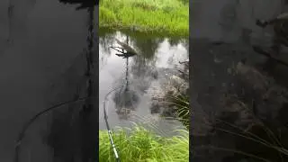 Подписывайтесь,у меня всегда клюёт!😌👌🎣 #природа #рыбалка #путешествие #пейзажи #щука #река