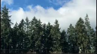 LIVE:  Feeling the beautiful Spring birds are singing 