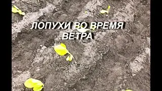 ЛОПУХИ ВО ВРЕМЯ ВЕТРА