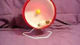 Frizzy - The Cutest Little Mouse