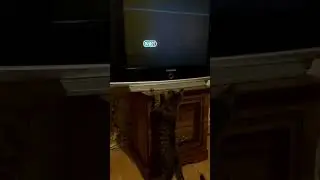 Кот и телевизор