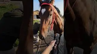 Замываем ножки жеребцу #horse #equestrian #horse #скачки #скаковые #жеребец