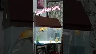 Good morning