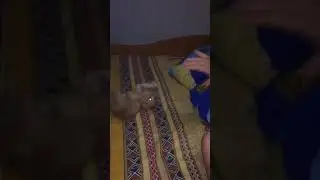 Отрабатываем команду :: лежать!