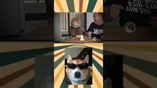 Dog attitude 😏😏😏 #shorts #youtubeshorts