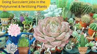 Doing Succulent jobs in the Polytunnel & fertilizing Plants #cacti #cactus #succulents