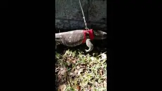 Taking Tiny For His Moring Walk.