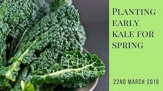 Planting Early Kale for Spring