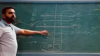 Anterior & Lateral Spinothalamic Tracts | Dr Krunal Dabhi