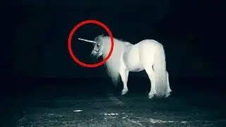 Узбекистонда камера тасвирига тушиб колган мавжудот