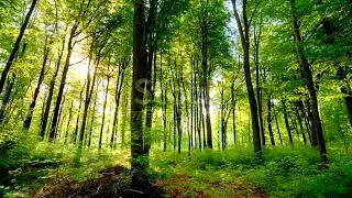 Beautiful forest and sunlight Whatsapp status  /Nature Beauty