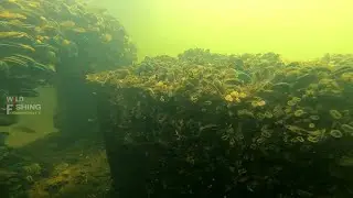 Gopro in the sea || Penampakan sarang ikan mangrove Jack ❗