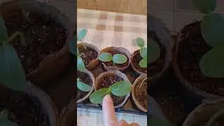 НЕ ВЫСАЖИВАЙТЕ РАССАДУ ОГУРЦОВ, ПОКА НЕ ПОСМОТРИТЕ ЭТО ВИДЕО‼️