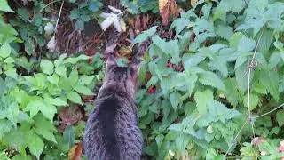 кот увидел странное смотреть до конца .